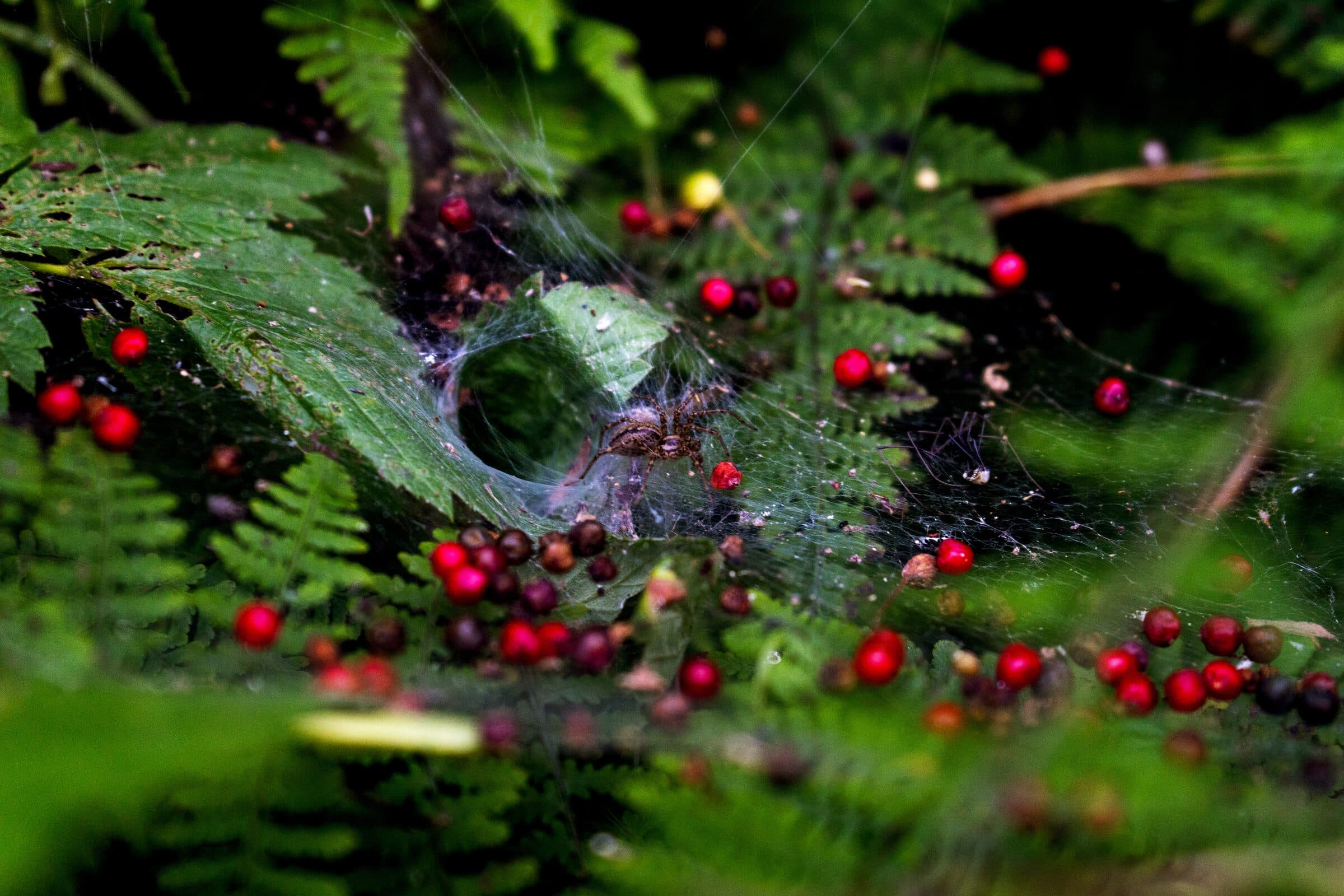 Spiderweb strung with wild berries, morning light