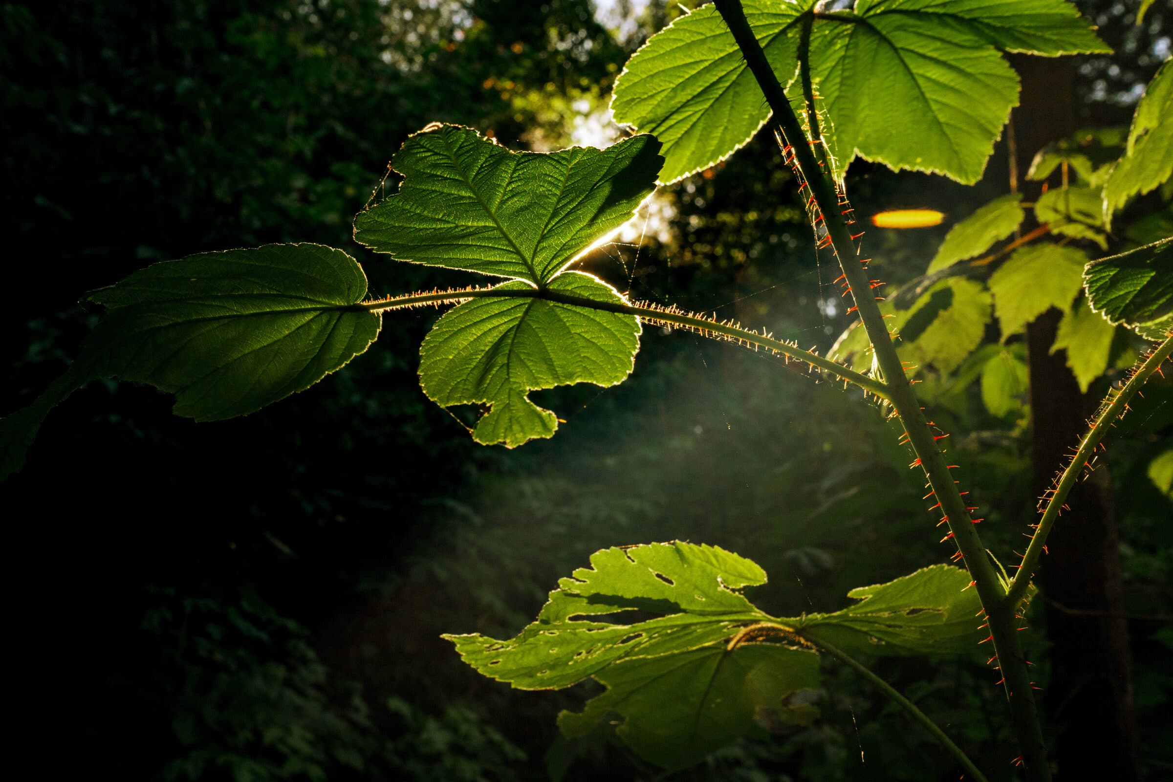 Backlit bramble leaf, late sun