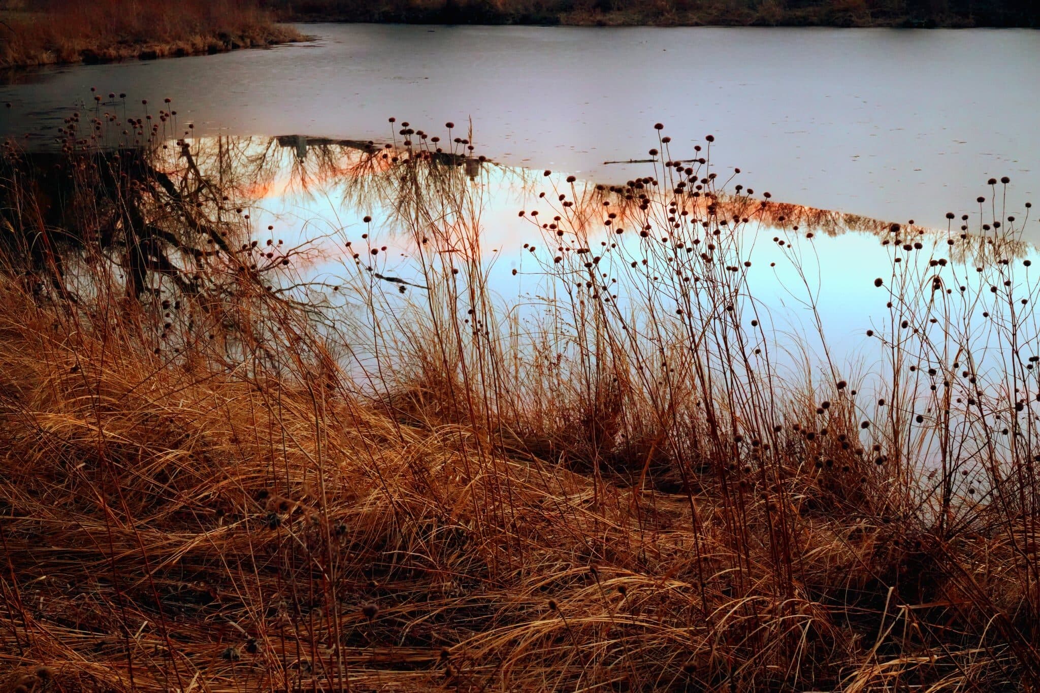 Dry reeds against a pale winter sky