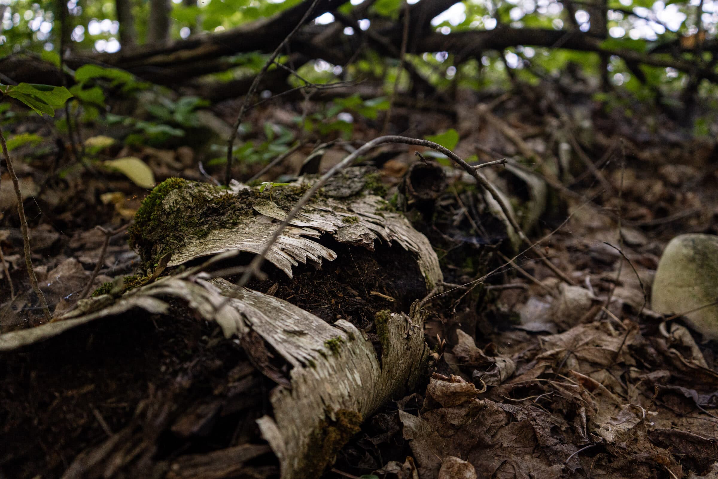 Moss and roots on the forest floor