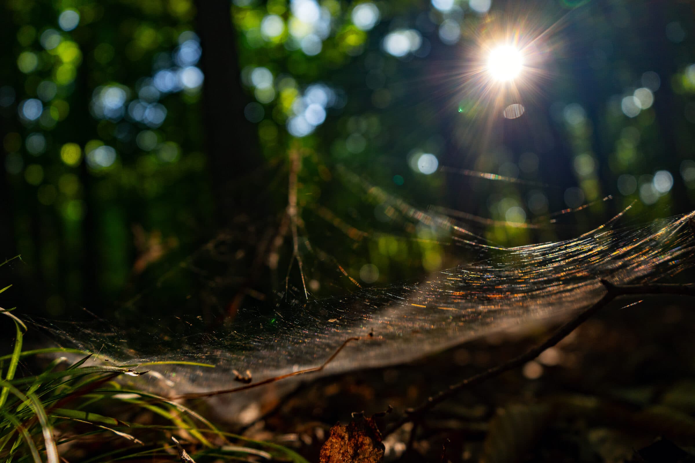 Spiderweb strand catching the sun