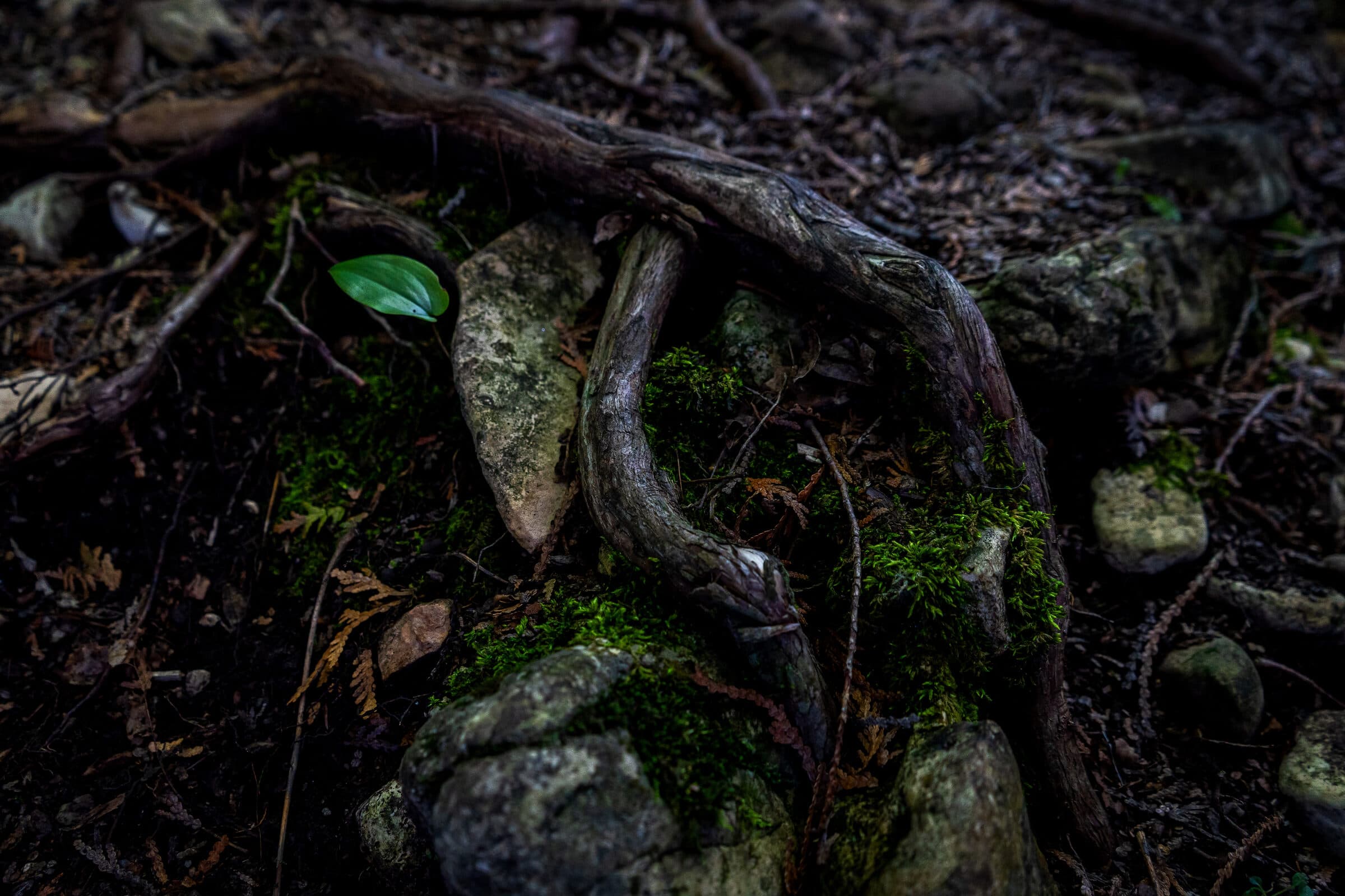 Roots and moss with a single green leaf