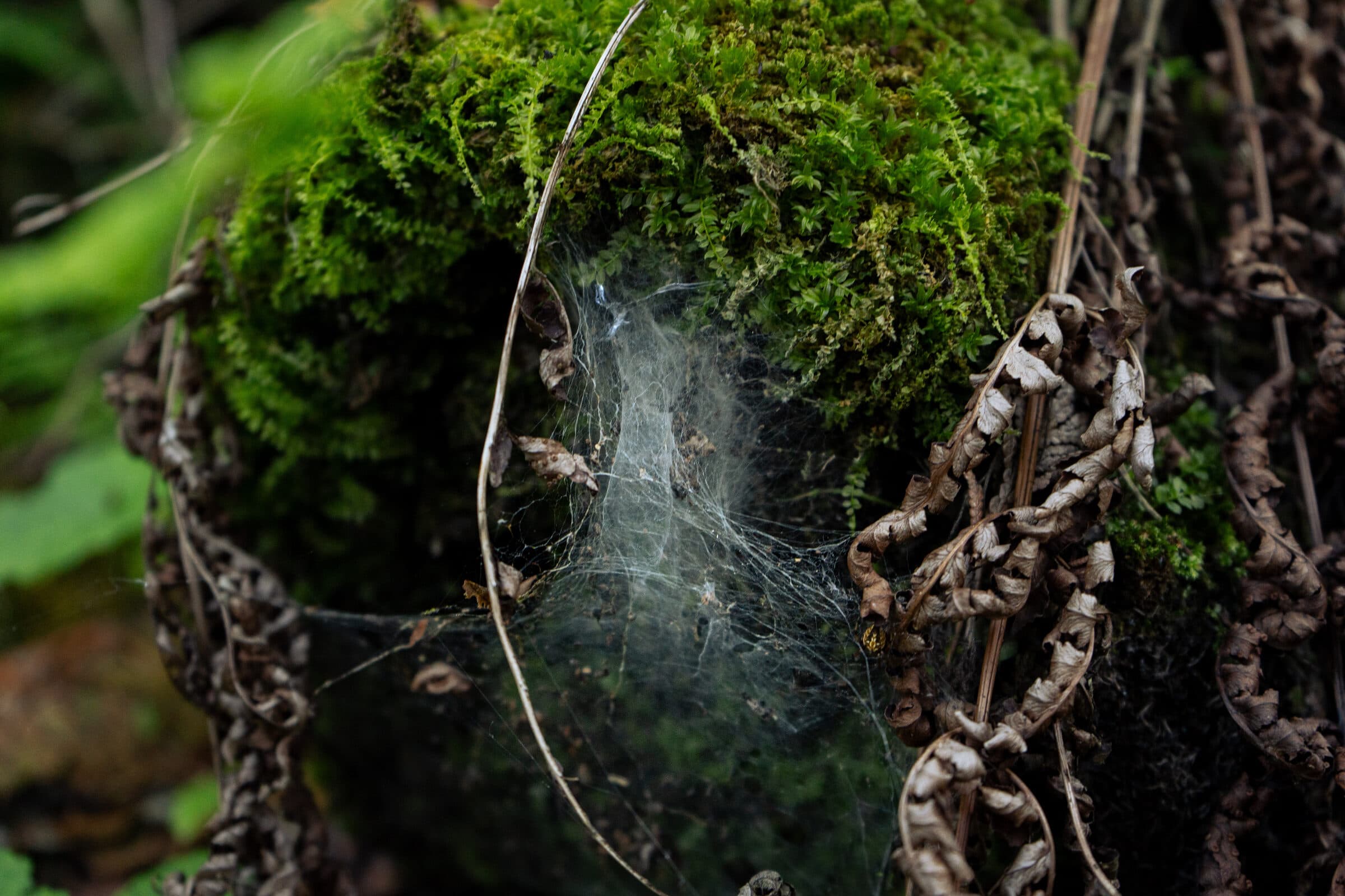 Spiderweb woven into a mossy stump